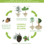 Schéma-Arbre4