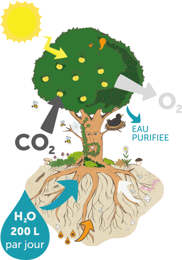 ressource pedagogique arbre sol eau water family association d'education a l'environnement