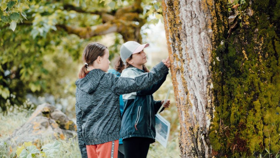 Enfants observant et touchant un arbre dans la forêt.