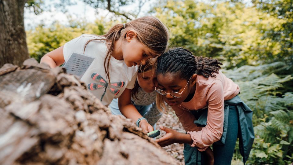 Enfants observant à la loupe un tronc d'arbre dans la forêt.