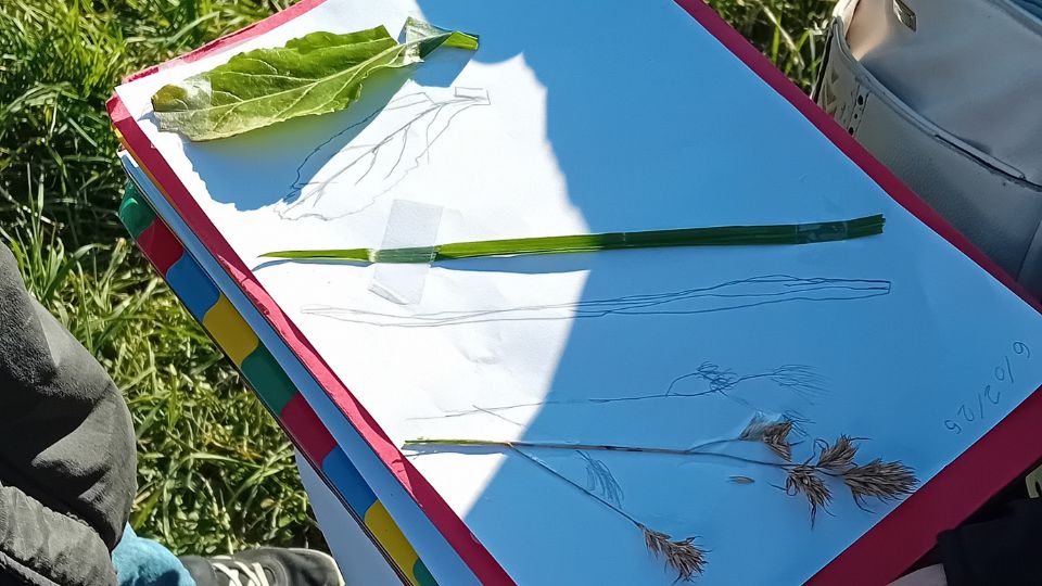 ATE sur la ville d'Agen 2023-2025 - herbier avec plantes locales